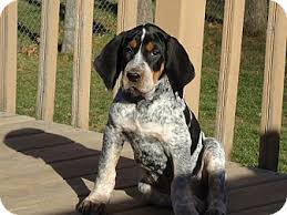 My dad, dr tony, and i hunt with bluetick hounds. Bluetick Coonhound Lab Mix Temperament Size Adoption Lifespan Price