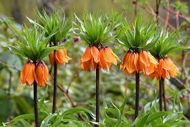 saksı bitkileri isimleri ile ilgili görsel sonucu