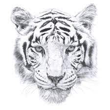 Voir plus d'idées sur le thème dessin tigre, dessin, tigre. Epingle Sur Art