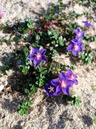 Image result for Lysimachia monelli