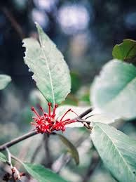 Image result for Hibiscus tridactylites