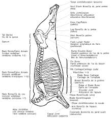 Labeled Diagram Of Beef Cattle Catalogue Of Schemas