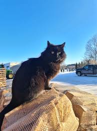 Rigmor passer på vedsalget😉 God helg🌸