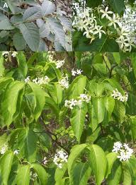 Image result for Holarrhena pubescens