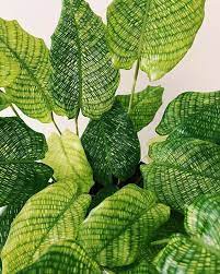 Calathea Musaica Indoor Plants Names Plants Propagating Plants