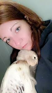 Avian Flu Symptoms in Ducks