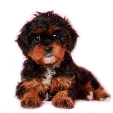 Breeders hope that cavapoo puppies will unite the sweet and gentle personality of the cavalier king charles spaniel with the dignified athleticism of a poodle. Best Cavapoo Breeders