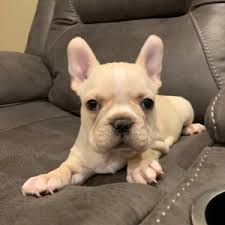 Our prices on our oregon french bulldogs range from 3500.00 and up, throughout the year. Buster Brown French Bulldog Puppy 598781 Puppyspot