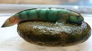 Image result for Grammitis cryptophlebia