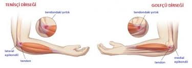 Dirsek Eklemi