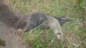 Resultado de imagen para el oso palmero muerto