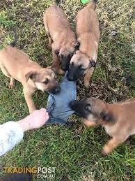 Join millions of people using oodle to find puppies for adoption, dog and puppy listings, and other pets adoption. Belgian Malinois Puppies