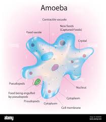 Image result for Pseudopod Ospermum