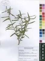 Image result for Tragia rupestris