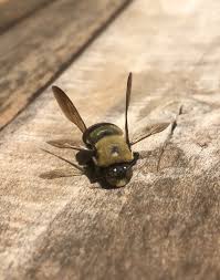 To tell the difference, look at the abdomen: Carpenter Bees Home Garden Information Center
