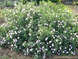 Image result for Barleria setosa