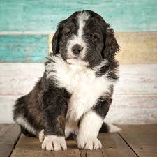 We proudly breed mini bernedoodle puppies for sale that are happy, healthy. Bernedoodle Breeders Puppies For Sale In California