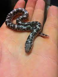 Für eine bodenheizung eignen sich heizkabel besonders gut. Kleine Schlangenarten Fur Zuhause Tiere Haustiere Reptilien