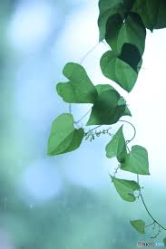 長芋 の 葉っぱ