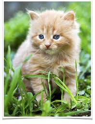 In the uk, gumtree allows users to sell their tabby kittens on their website. Ginger Kittens For Sale