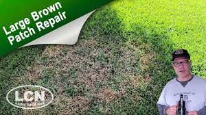 We did not find results for: How To Fix Brown Patch Large Patch In St Augustine Zoysia And Tall Fescue With The Lawn Care Nut Youtube