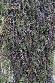 Image result for Hymenophyllum splendidum
