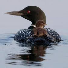 Bird That Sounds Like A Baby Crying Loon When They Call At Night It Sounds Like Something Crying Animais Aves Aquaticas E Animais Adoraveis