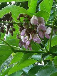 Image result for Millettia stuhlmannii