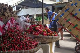 We did not find results for: Bell Pepper Production In The Philippines Pinoy Negosyo