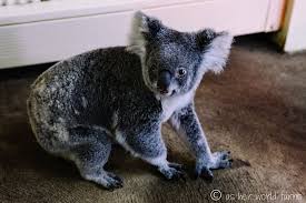 Did Somebody Say Lobstah Koala Bear Koalas Koala