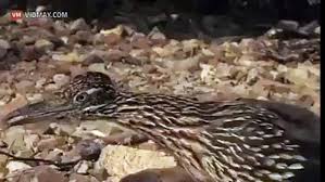 Road Runner Kusu Ve Cingirakli Yilan Dailymotion Video