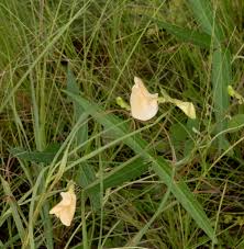 Image result for Dolichos angustifolius