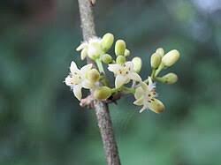 Image result for Strychnos kasengaensis