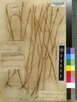 Image result for Schoenefeldia transiens