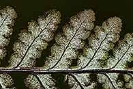 Image result for Aleuritopteris welwitschii