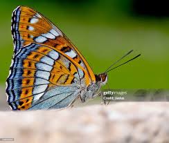 Image result for Limenitis populi