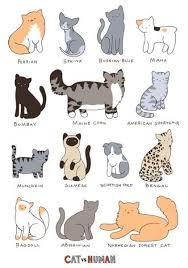 Cute Cat Breed Chart Types Of Cats Cat Vs Human Cat