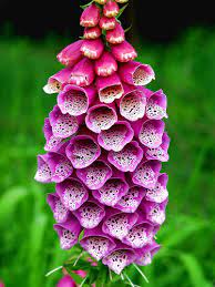 Depending what part of the state you live in (east or west of the cascades), roses, daisies, lavender and coneflower—are popular perennial spring bloomers. Best Plants To Grow In Winter Jimsmowing Com Au