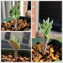 Image result for Eriospermum