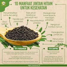 The primary use of fennel seeds is to relieve bloating, but they also settle stomach pain scientific name: 10 Manfaat Jintan Hitam Untuk Kesehatan Cairo Food All Arabian Indian Food