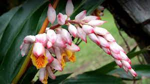 It grows in a tropical climate. Ginger San Diego Zoo Animals Plants