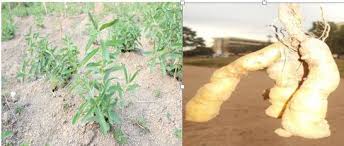 Image result for Coleus esculentus