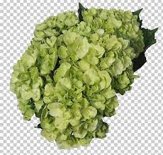 It might sound counterintuitive to dry flowers using water, but allowing hydrangeas to desiccate slowly helps them hold their color and shape (even the. Hydrangea Green Cut Flowers White Lemon Png Clipart Blue Cornales Cut Flowers Flower Green Free Png