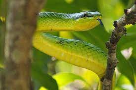Non Venomous Colubrid Snakes Reptiles And Amphibians Snake Rat Snake