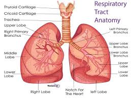 9 Facts About The Respiratory System Nursing Students Should Know Respiratory System Lung Anatomy Respiratory System Anatomy