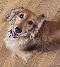 I think that Jay Low was smiling during the morning walk. Does your  dachshund smile? : rDachshund