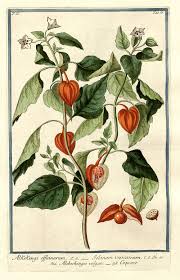 Giorgio Bonelli Hortus Romanus Rom 1772 1793 Lampionblume Pflanzenzeichnung Illustration Blume Und Botanische Illustration