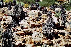 Image result for Myrothamnaceae