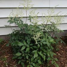 Perennial flowers for shade in indiana. 25 Full Shade Plants That Will Look Great In Your Yard Mike S Backyard Nursery