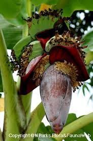 Image result for Musa paradisiaca
